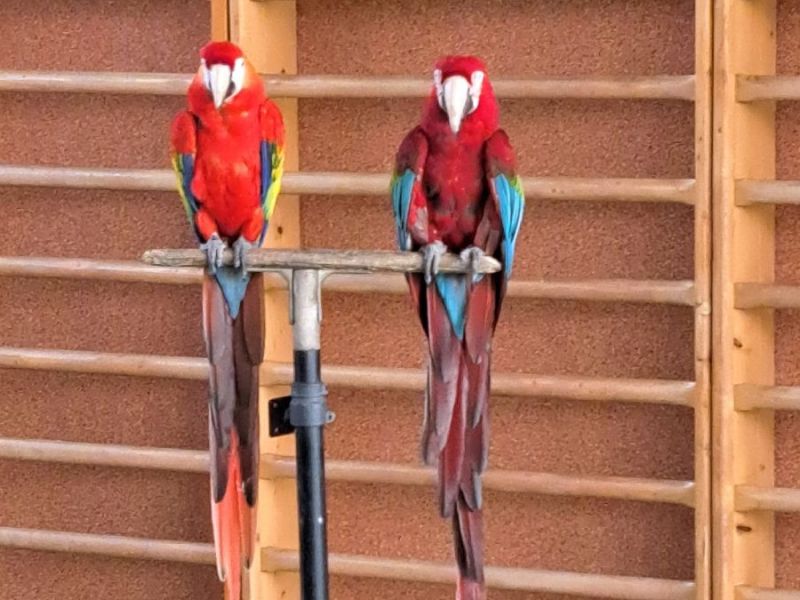 Papoušci ve školce