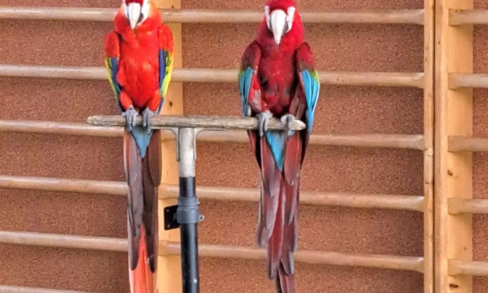 Papoušci ve školce